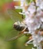 265455 – Photo : Catherine Reymonet-Smitten – France (19)